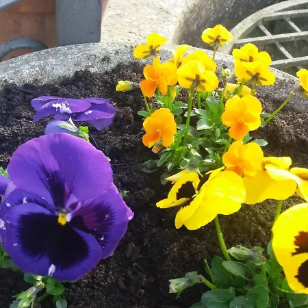 R&b Un A Colori Bed & Breakfast 4*