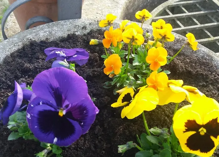 R&b Un A Colori Nocleg ze śniadaniem 4*